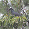 White-crowned Pigeon