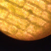 Elodea [Chloroplast]