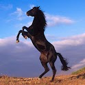 Horse Photography logo