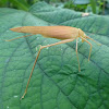 Katydid