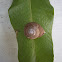 Caracol (Snail)