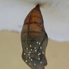Parasited Cocoon