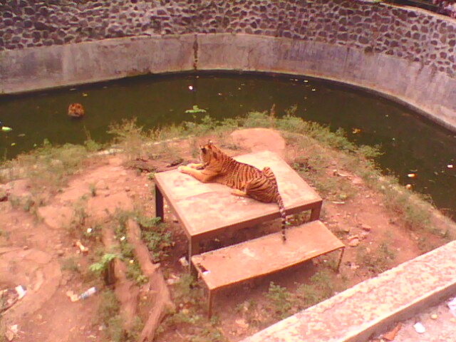 sumateran tiger