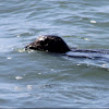 Harbor seal