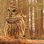 Barred Owl