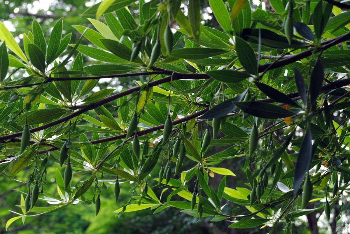 Hainan Elaeocarpus（水石榕）