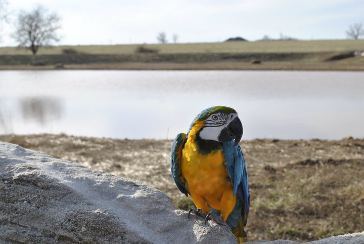 Blue And Gold Macaw