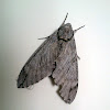 Plain Grey Hawk Moth