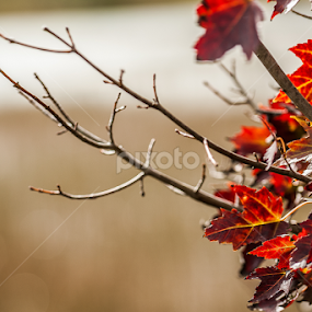 by Isidro Pentzke - Nature Up Close Leaves & Grasses