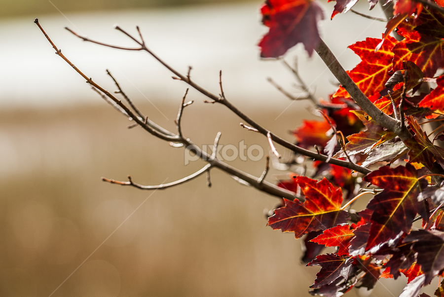 by Isidro Pentzke - Nature Up Close Leaves & Grasses