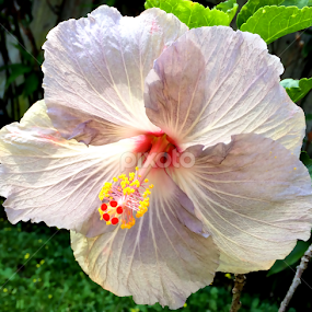 Violet Hibiscus by Timothy Carney - Flowers Single Flower