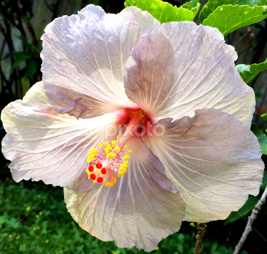Violet Hibiscus by Timothy Carney - Flowers Single Flower