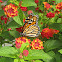 Monarch Butterfly