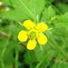 Wood Avens