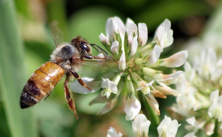 Honey Bee (in flight)