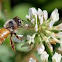 Honey Bee (in flight)
