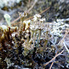 Ladder Lichen