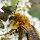 Andrenid Bee