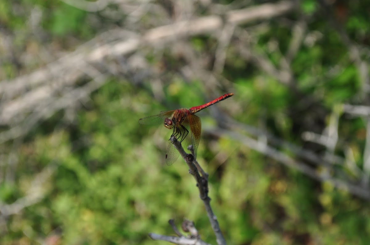 Male Western Meadowhawk