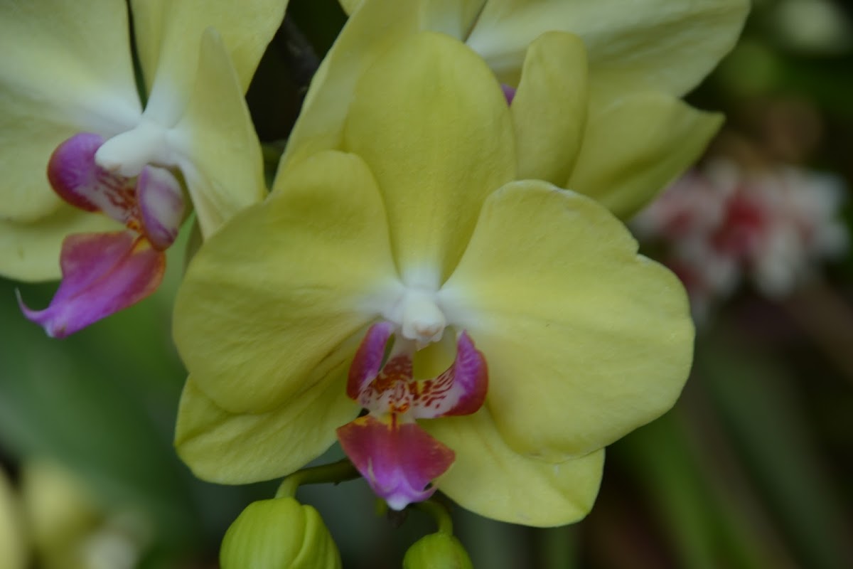 Phalenopsis orchid
