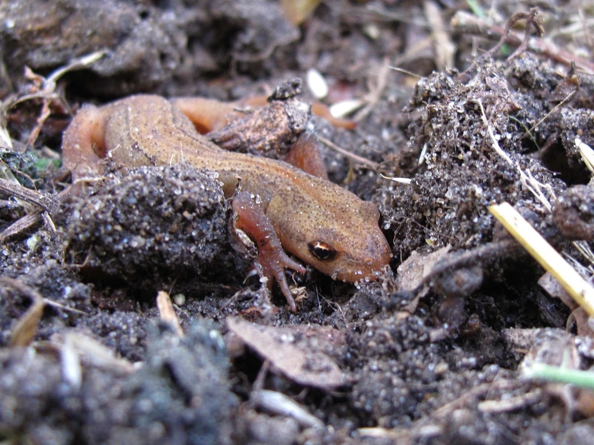 Young Smooth Newt