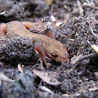 Young Smooth Newt