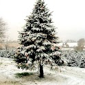 First Christmas Tree logo