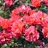 Floribunda Rose 'Cinco de Mayo'