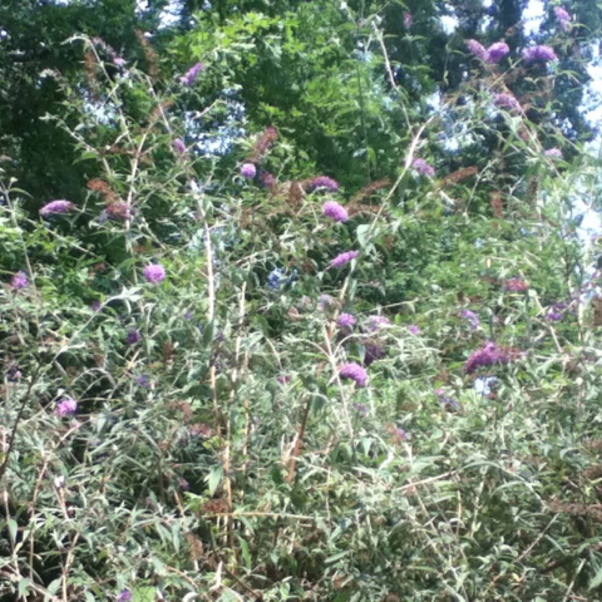 Butterfly Bush.