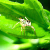 Shiny Jumping Spider