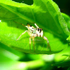 Shiny Jumping Spider