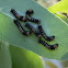 Emperor Gum Moth Caterpillars (early instars)