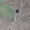 Eastern Turkey Vulture