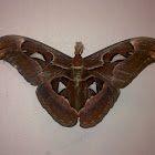 Atlas Moth