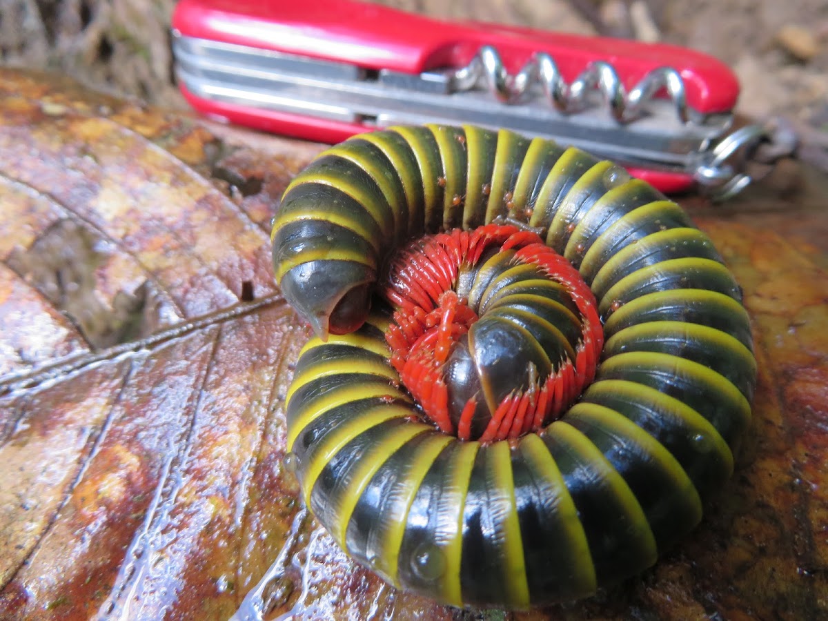 Millipede