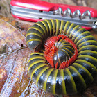 Millipede