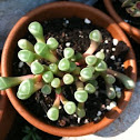 Baby Toes succulent
