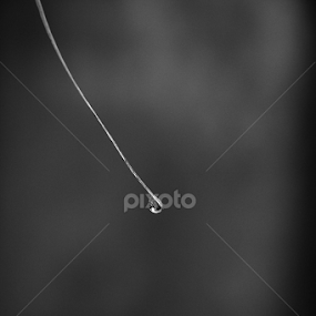 NATURE TEARS by Utsa Mukherjee - Black & White Macro