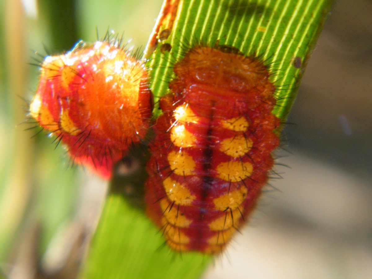Atala Caterpillar
