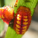 Atala Caterpillar