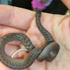 Brown Snake or De Kay's snake