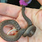 Brown Snake or De Kay's snake