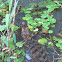 Spectacled caiman, Brilkaaiman