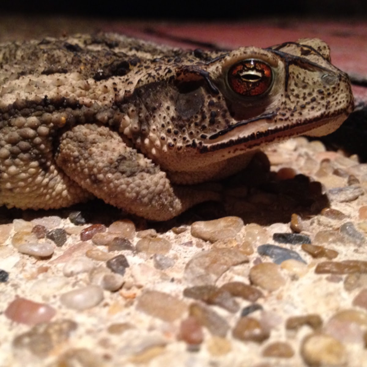 Gulf Coast Toad