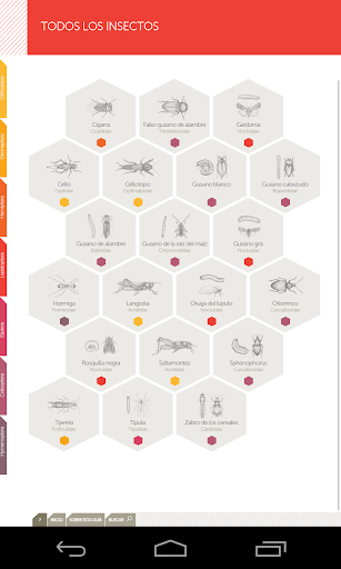 Guia de Insectos de Suelo