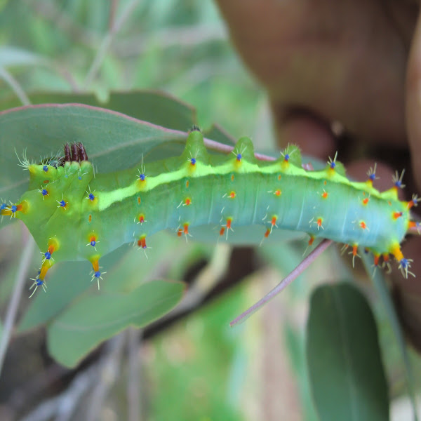 Emperor gum moth (caterpillar) Project Noah