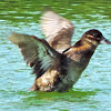 Ruddy Duck