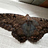 Black Witch Moth (Mariposa Negra).
