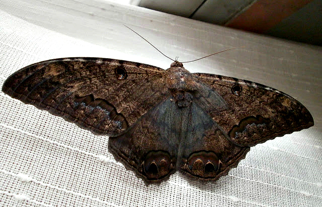 Black Witch Moth (Mariposa Negra).