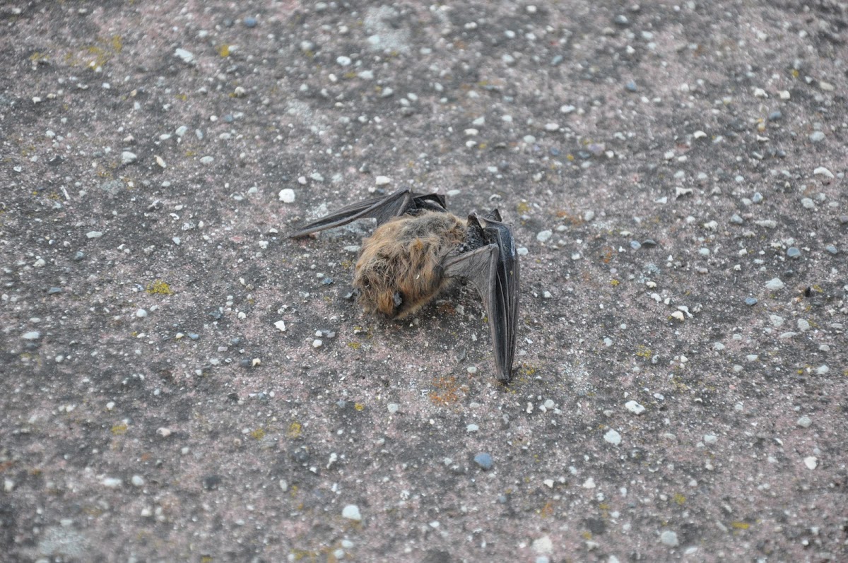 Little brown bat